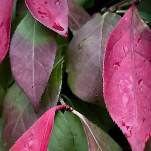 Green/Red Photo Digital Download |  Wall Art | Floral |Green Floral Photo | Leaf Photo | Wall Art | Macro Photo of Fall  Leaves