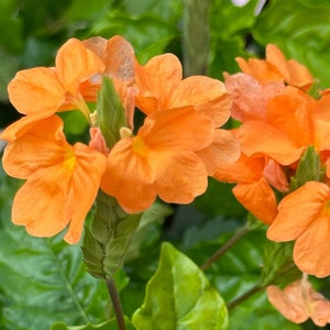 Orange Flower Photo | PHOTO DIGITAL DOWNLOAD | Flower Wall Art | Orange Floral |Orange Flower Image | Flower Photo | Wall Art