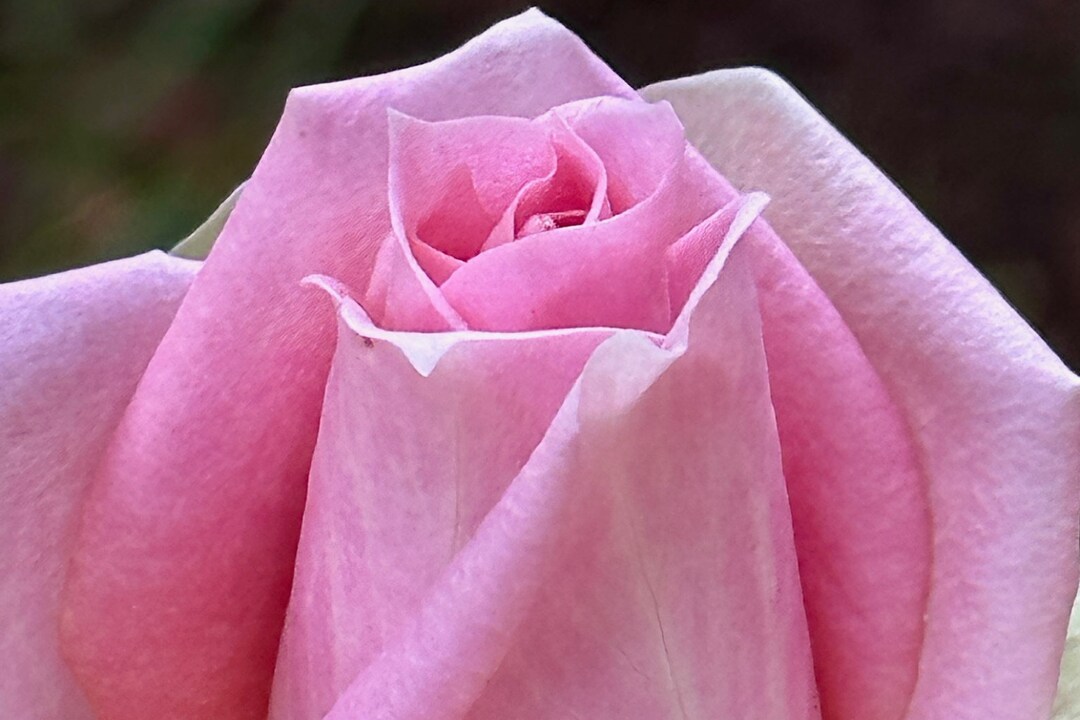 Pink Rose Flower Photo Digital Download Flower Wall Art Pink Floral Pink Rose Flower Photo Digital Download Flower Wall Art Pink Floral