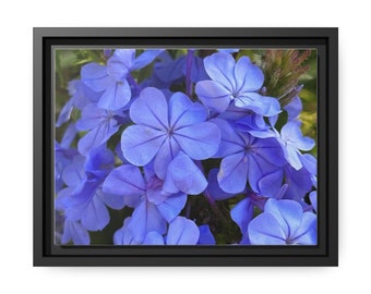 Puede incluir: Un primer plano de un grupo de flores azules vibrantes con pétalos delicados. Las flores están dispuestas en un grupo denso, creando una hermosa y colorida exhibición.