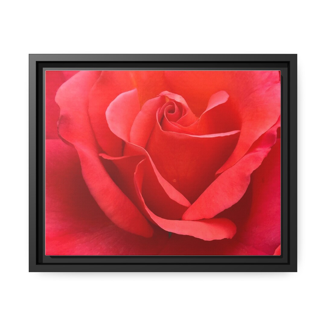 Coral Rose Canvas Print, Black Frame, Floral Photo Art - Etsy
