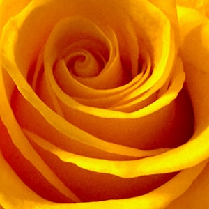 Yellow Rose Flower Photo Digital Download | Flower Wall Art | Yellow Floral | Yellow Floral Photo | Flower Photo | Wall Art | Gift Idea