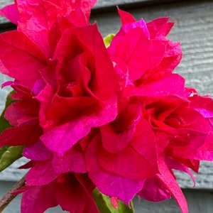 Double Red Bougainvillea Flower Photo Digital Download | Flower Wall Art | Red Floral Image |  Red Tropical Flower Photo | Wall Art