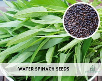 125+ Water Spinach Ong Choy Seeds Heirloom Non-GMO