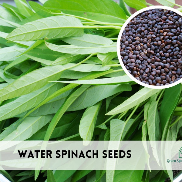 125+ Water Spinach Ong Choy Seeds Heirloom Non-GMO