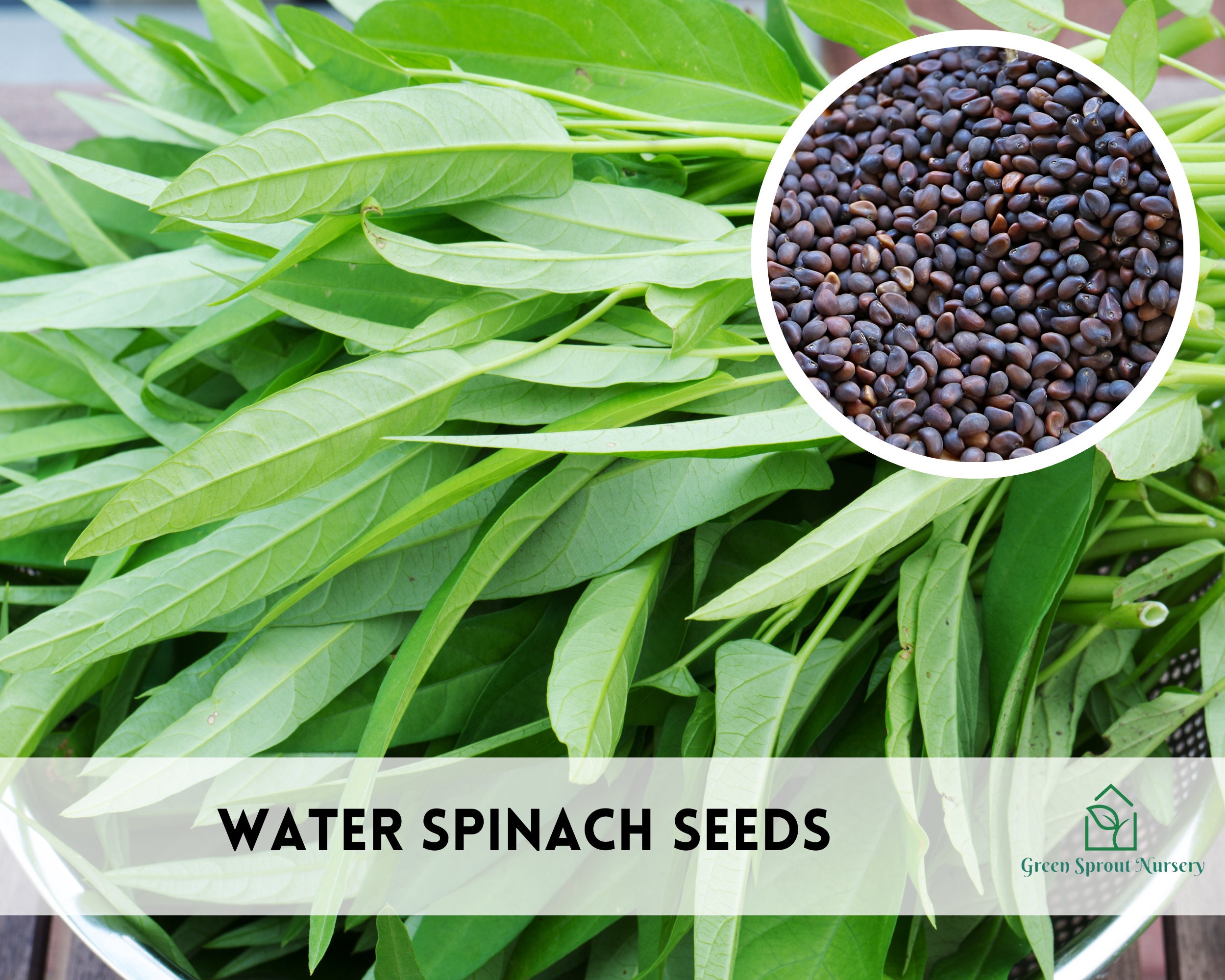 best fertilizer for plants EarthPods Indoor & Outdoor Plant Food - Easy Organic Fertilizer Spikes for Root Growth - 100 Capsules