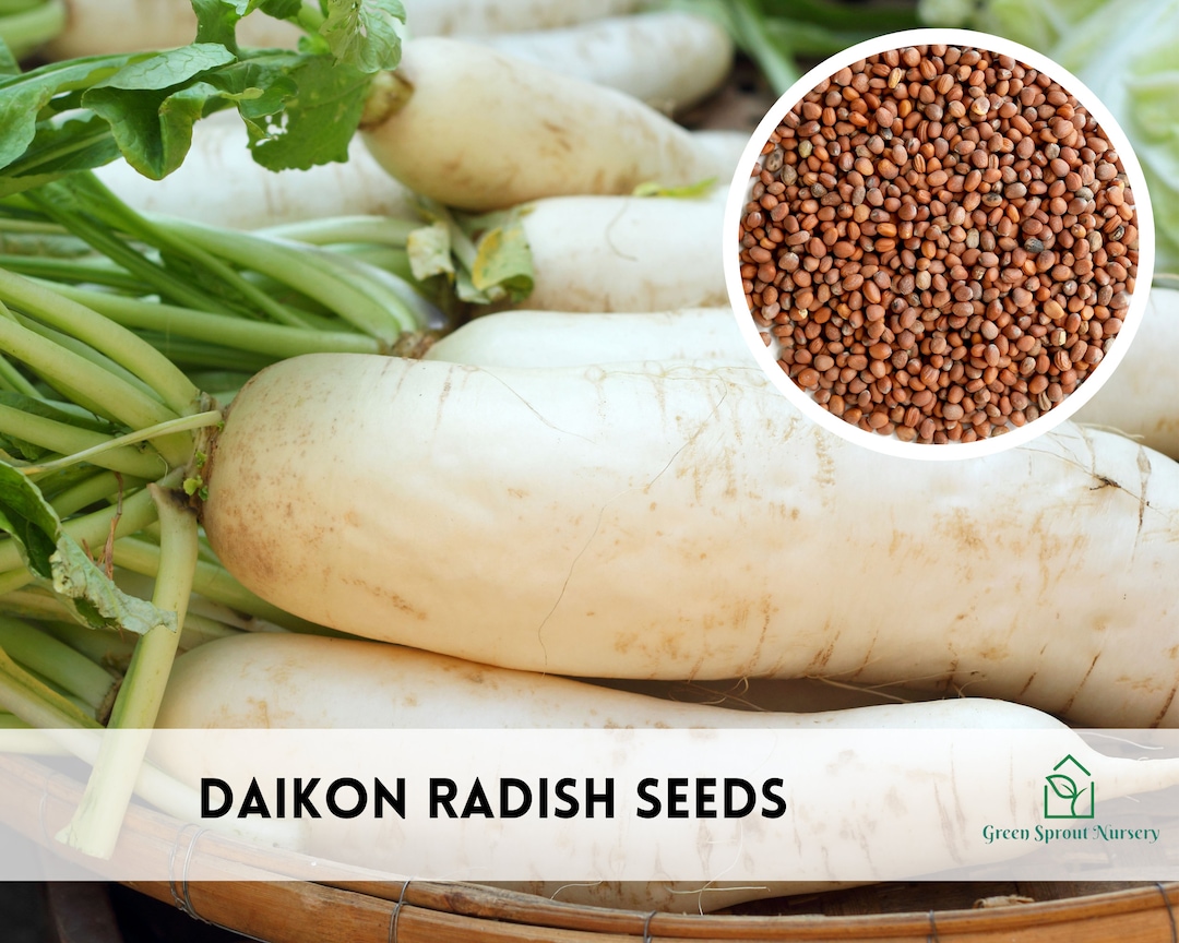 Non Ripe Raddish Daikon Radish Seeds, Heirloom Non-gmo (200+ Seeds) - Etsy