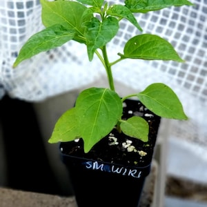 May include: A small green pepper plant growing in a black pot with the word "SMWIRI" written on the side.