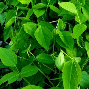 May include: Close-up of vibrant green bean plants with large, heart-shaped leaves. The plants are densely packed together, creating a lush, textured appearance. The leaves are a bright, healthy green, indicating vigorous growth.