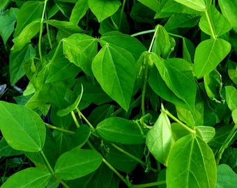 Winged Bean Starter Live Plants - 4 Seedlings