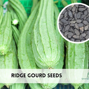 May include: Close-up of fresh, green ridge gourds with a ridged texture. A circular inset displays a pile of black ridge gourd seeds. The text "RIDGE GOURD SEEDS" is displayed across the bottom of the image.
