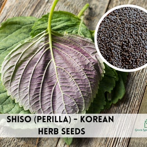 100+ Shiso (Perilla) - Korean Seeds Herb Heirloom Non-GMO