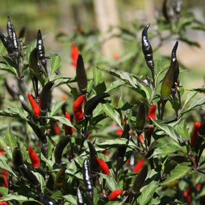 May include: A close-up of a pepper plant with black and red peppers. The peppers are growing on a green bush with leaves.