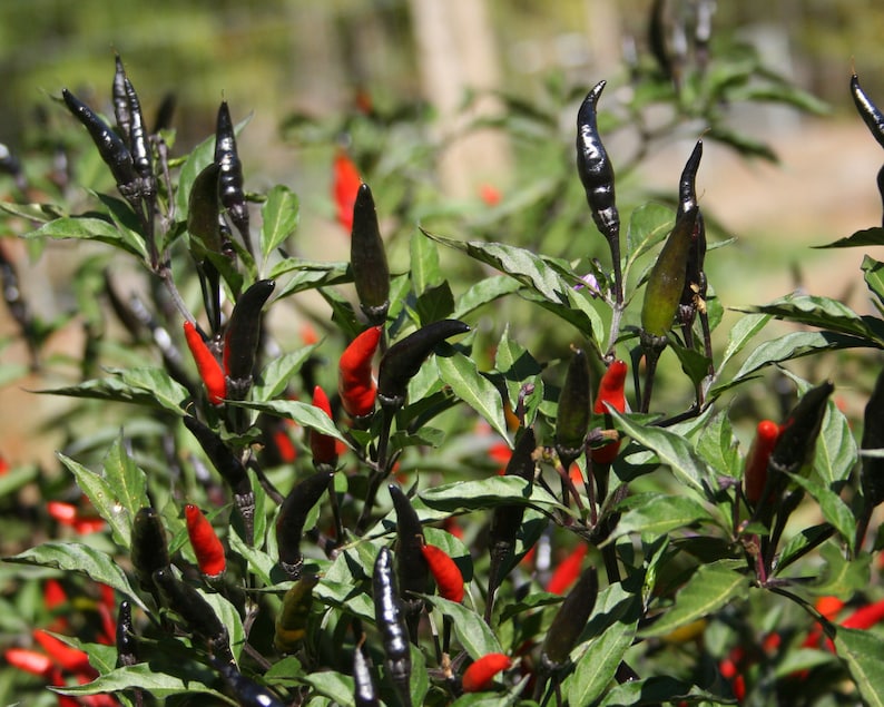 May include: A close-up of a pepper plant with black and red peppers. The peppers are growing on a green bush with leaves.