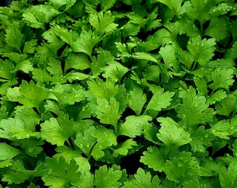Tango Celery Starter Live Plants - 4 Seedlings