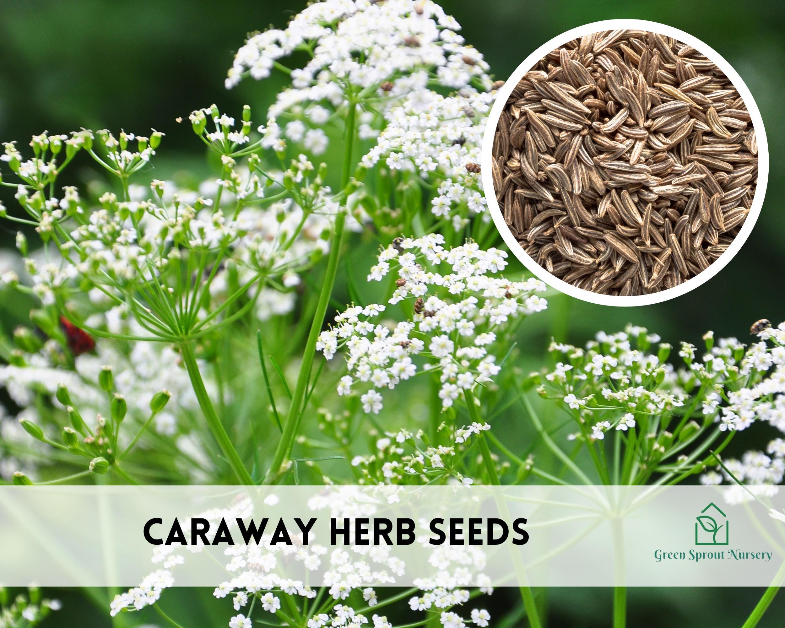 Caraway Herb Seeds, Heirloom Non-GMO (300+ Seeds)