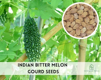 10+ Indian Bitter Melon Gourd Seeds Hybrid Non-GMO