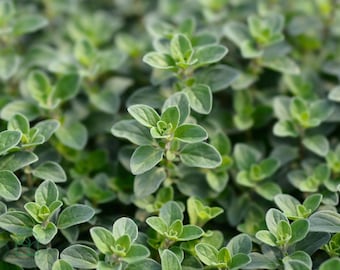 Sweet Marjoram (Origanum Majorana) Herb Starter Live Plants - 2.5" pot