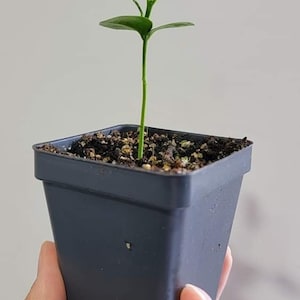 May include: A small green plant with several leaves growing in a dark gray plastic pot. The pot is filled with brown soil.