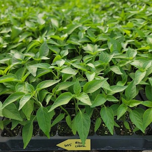 May include: Close-up of a tray of green pepper seedlings. The tray is labeled "605 Black Coban".