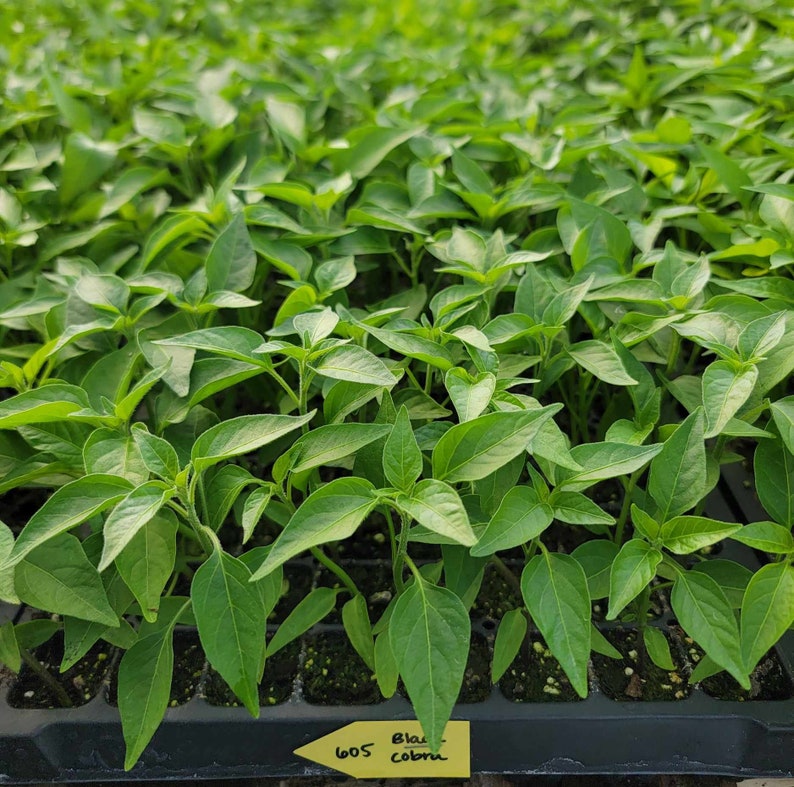 May include: Close-up of a tray of green pepper seedlings. The tray is labeled "605 Black Coban".