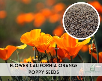 Flower, California Orange Poppy Seeds, Non-GMO (300+ Seeds)