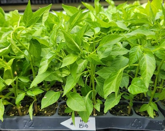 Big Thai Chili Pepper Medium Spicy Starter Live Plants - 4 Seedlings