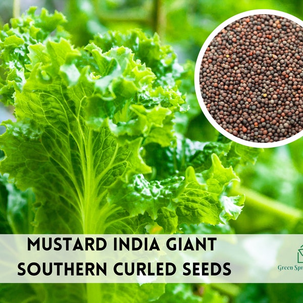 500+ Mustard India Giant Southern Curled Seeds Heirloom Non-GMO