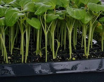 Green Okra Abelmoschus Esculentus Starter Live Plants - 4 Seedlings