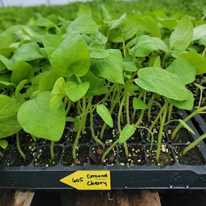 Ground Cherry, Cape Gooseberry, Tomatillo Physalis Peruviana Starter Live Plants - 4 Seedlings