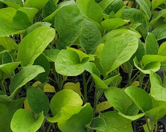 Indian Purple Vankaya Eggplant Starter Live Plants - 4 Seedlings