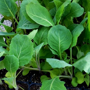 May include: Close-up of a black plastic tray filled with green cabbage seedlings. The seedlings are growing in individual cells and have several large, green leaves.