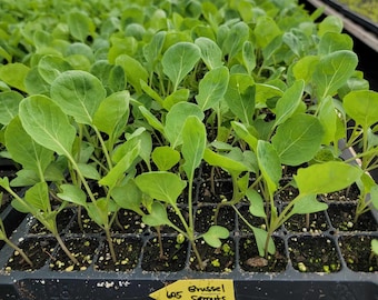 Brussels Sprouts Gustus F1 Starter Live Plants - 6 Seedlings