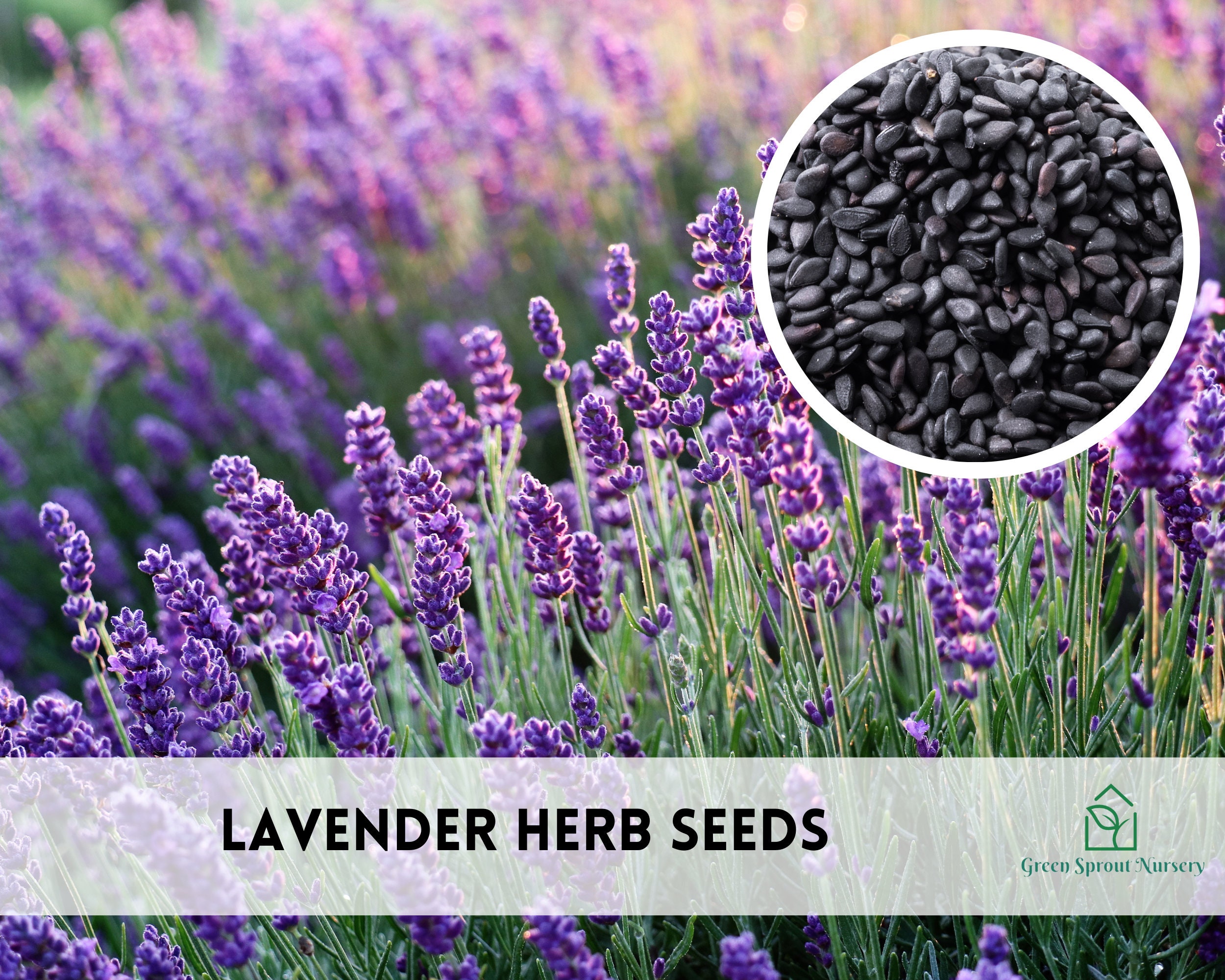 Lavender Vera Herb Seeds, Heirloom Non-gmo (200+ Seeds) - Etsy