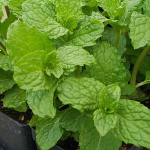 May include: Close-up of a potted mint plant with lush green leaves. The plant is in a black plastic pot and is sitting on a shelf.