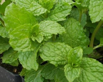 Mint, Mojito Mint, Spearmint Herb Starter Live Plants - 2.5" pot