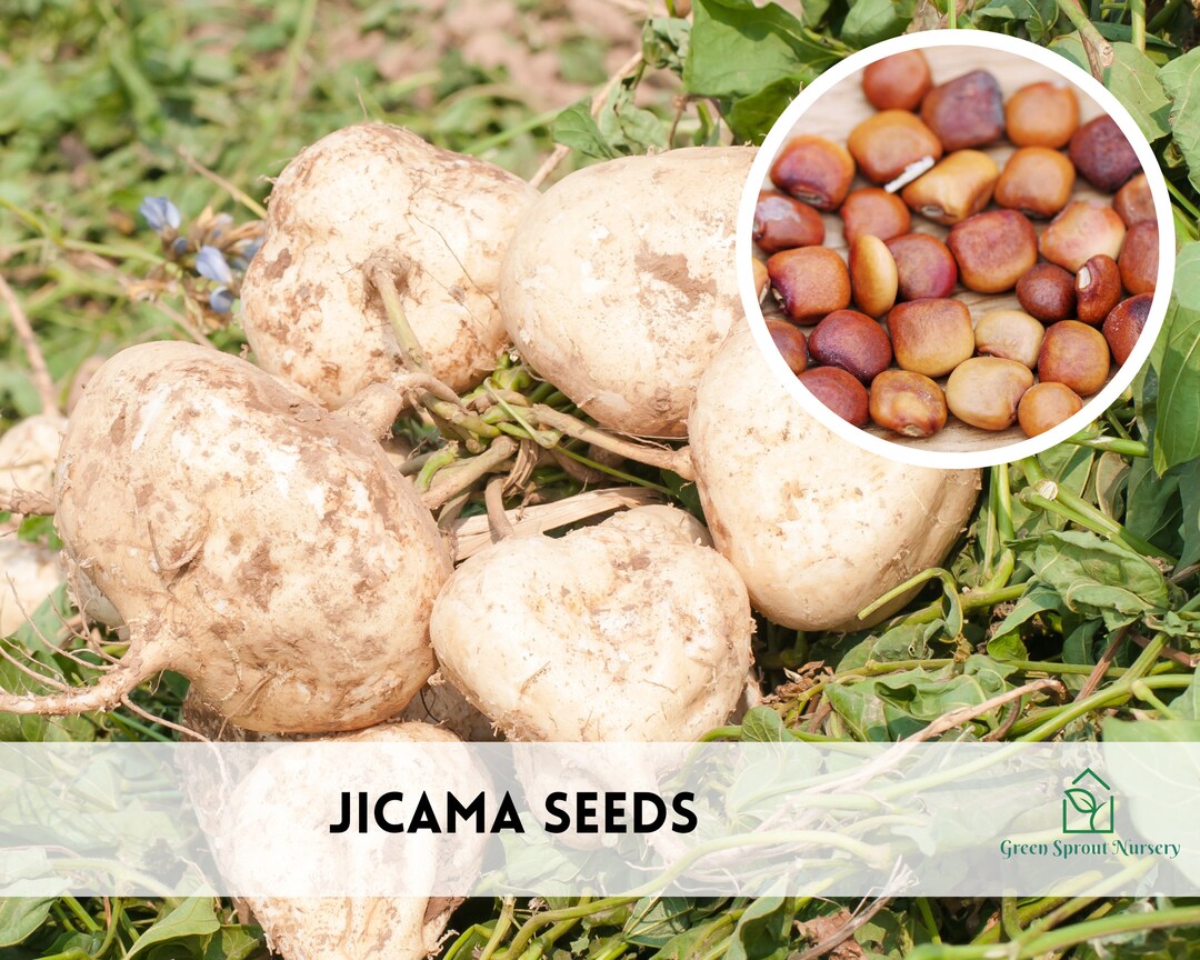 50 Jicama Seeds Heirloom Nongmo Etsy