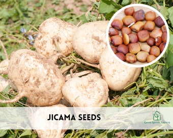 Jicama (Thai) Seeds, Heirloom Non-GMO (50+ Seeds)