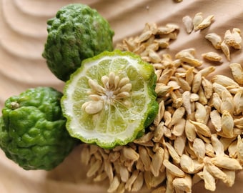 Kaffir Lime, Citrus Hystrix Fruit Tree Seeds