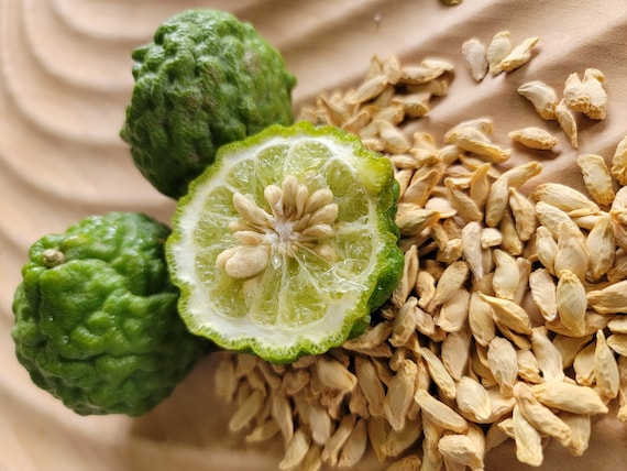 Kaffir Lime, Citrus Hystrix Fruit Tree Seeds
