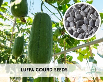 25+ Luffa Gourd, Dishcloth Gourd Seeds Heirloom Non-GMO