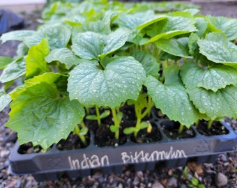 Indian Bitter Melon Momordica Charantia Starter Live Plants - 4 Seedlings