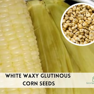 May include: Close-up of white waxy glutinous corn seeds. The seeds are shown in a bowl and on a cob of corn. The text "White Waxy Glutinous Corn Seeds" is displayed at the bottom of the image. The text "Green Sprout Nursery" is displayed in the bottom right corner of the image.