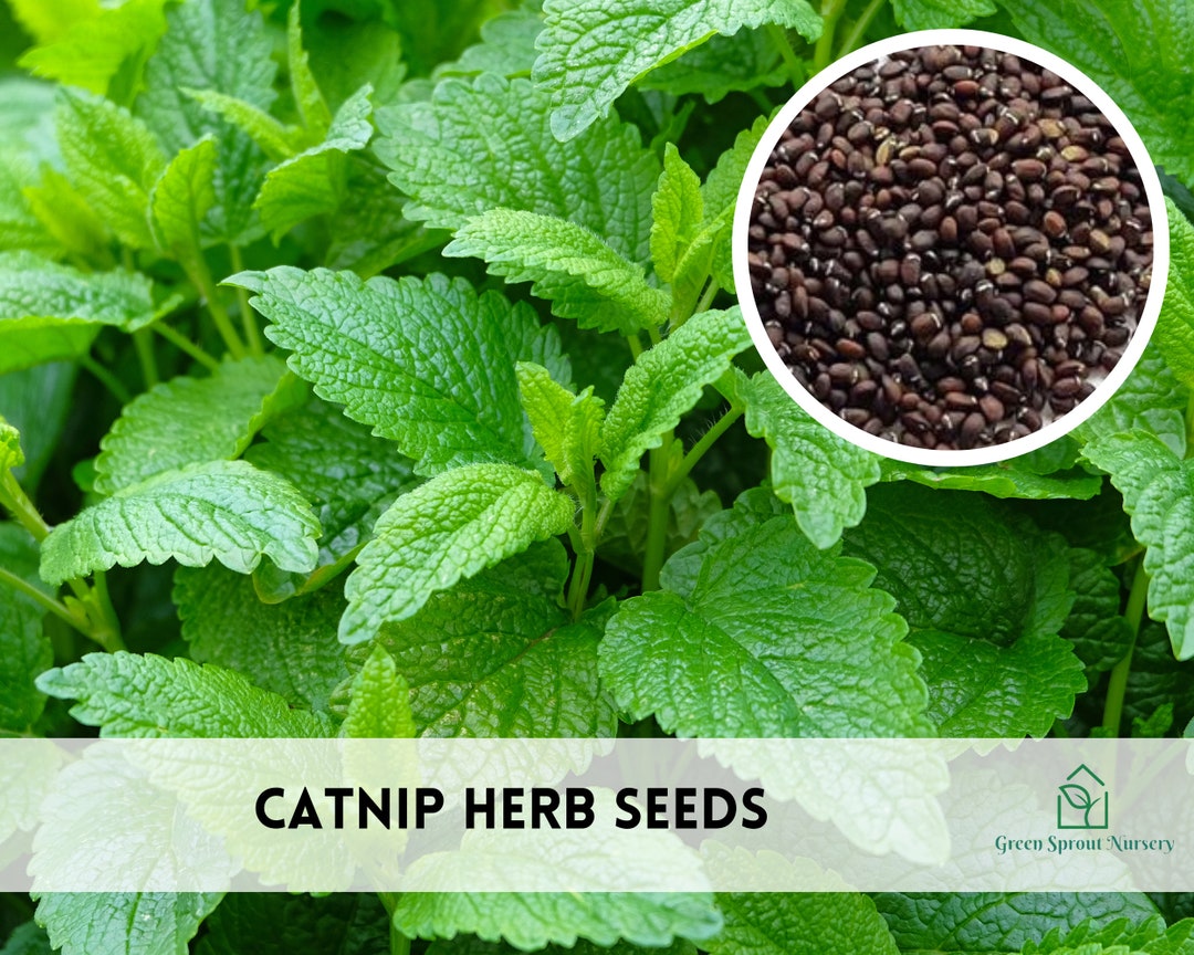 Catnp Seeds Perennal authentc Seeds-flowers organc. Non GMO vegetable Seeds-mx Seeds for