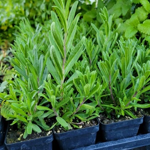 May include: Close-up of several small green plants in black plastic pots. The plants are arranged in a row and are all about the same size. The plants have long, narrow leaves and are growing in a dark, rich soil.