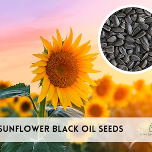 May include: Close-up of black sunflower seeds against a blurred background of a field of sunflowers. The text "SUNFLOWER BLACK OIL SEEDS" is at the bottom of the image. The Green Sprout Nursery logo is in the bottom right corner.
