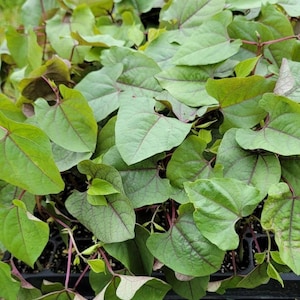 May include: Close-up of a tray filled with young sweet potato plants. The leaves are a vibrant green with deep purple veins and stems. The plants are densely packed, showing healthy growth and a lush appearance, ready for transplanting.