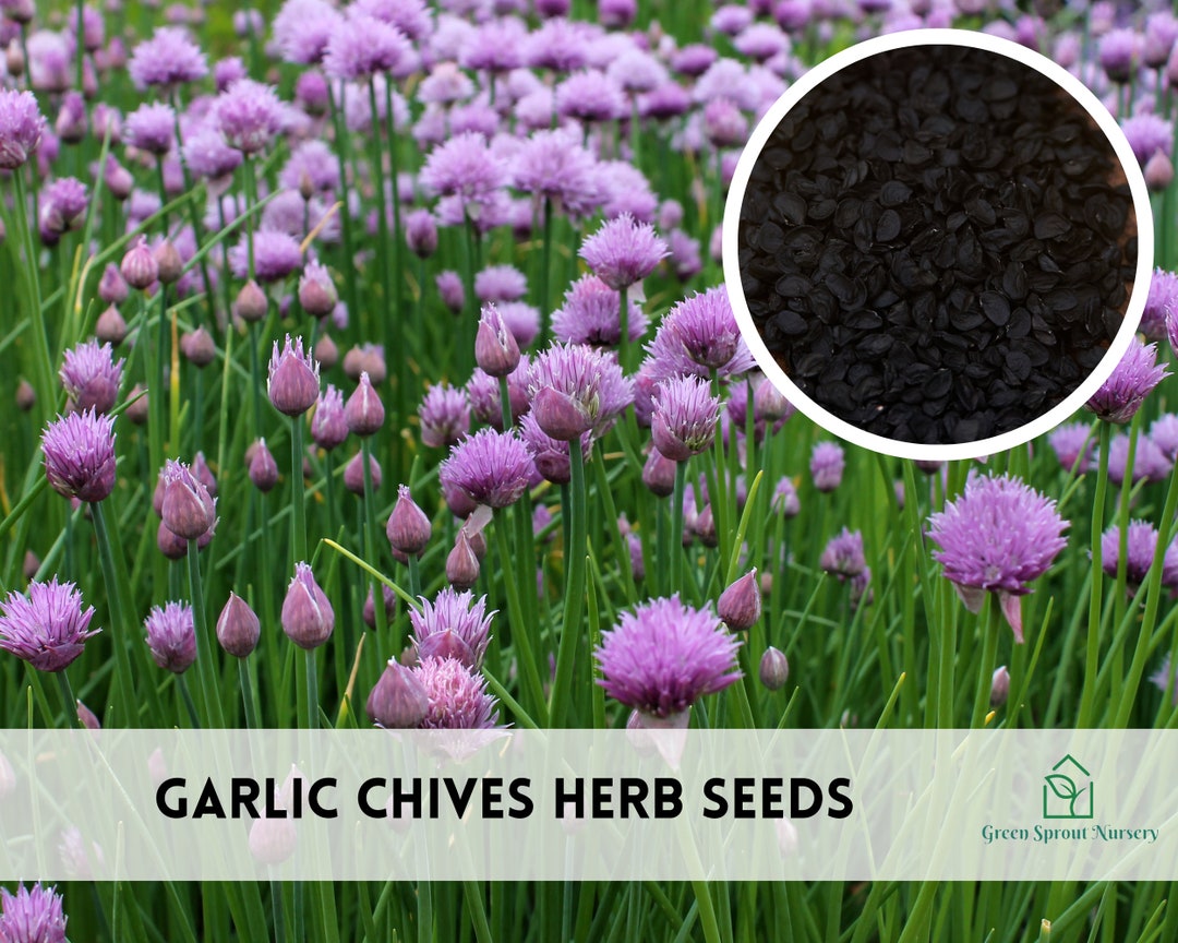 250 Garlic Chives Herb Seeds Heirloom Nongmo Etsy