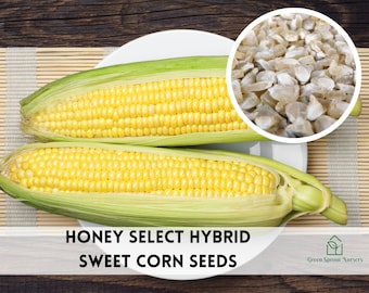 Corn Honey Select Sweet Hyb (Yellow) Seeds, Non-GMO (150+ Seeds)