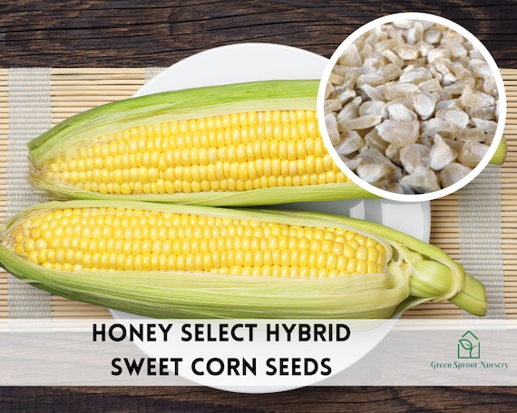 Corn Honey Select Sweet Hyb (yellow) Seeds, Non-gmo (150+ Seeds